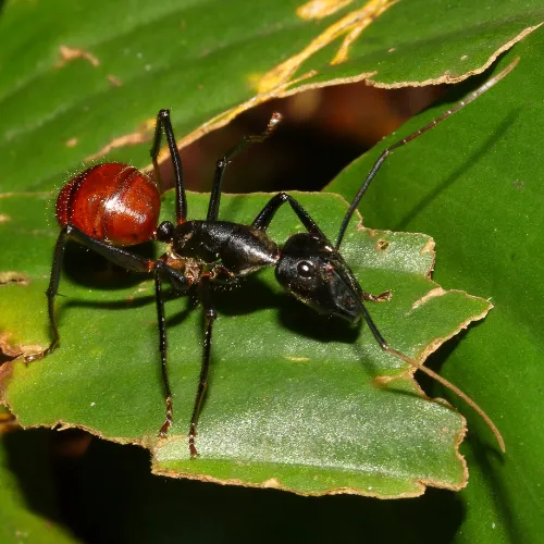 Photo d'une fourmi géante vue du dessus sur une feuille : Camponotus gigas