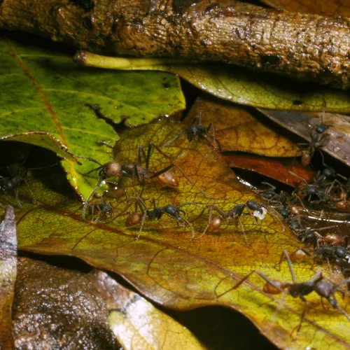 Photo de fourmis légionnaires en gros plan : Eciton burchellii