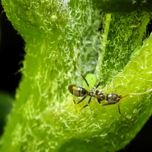 Photo d'une fourmi d'argentine en gros plan : Linepithema humile