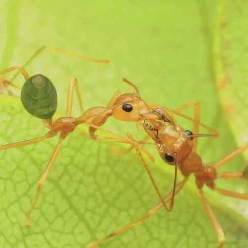 Photo de deux fourmis vertes : Oecophylla smaragdina
