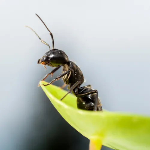 Photo d'une fourmi sur une feuille.