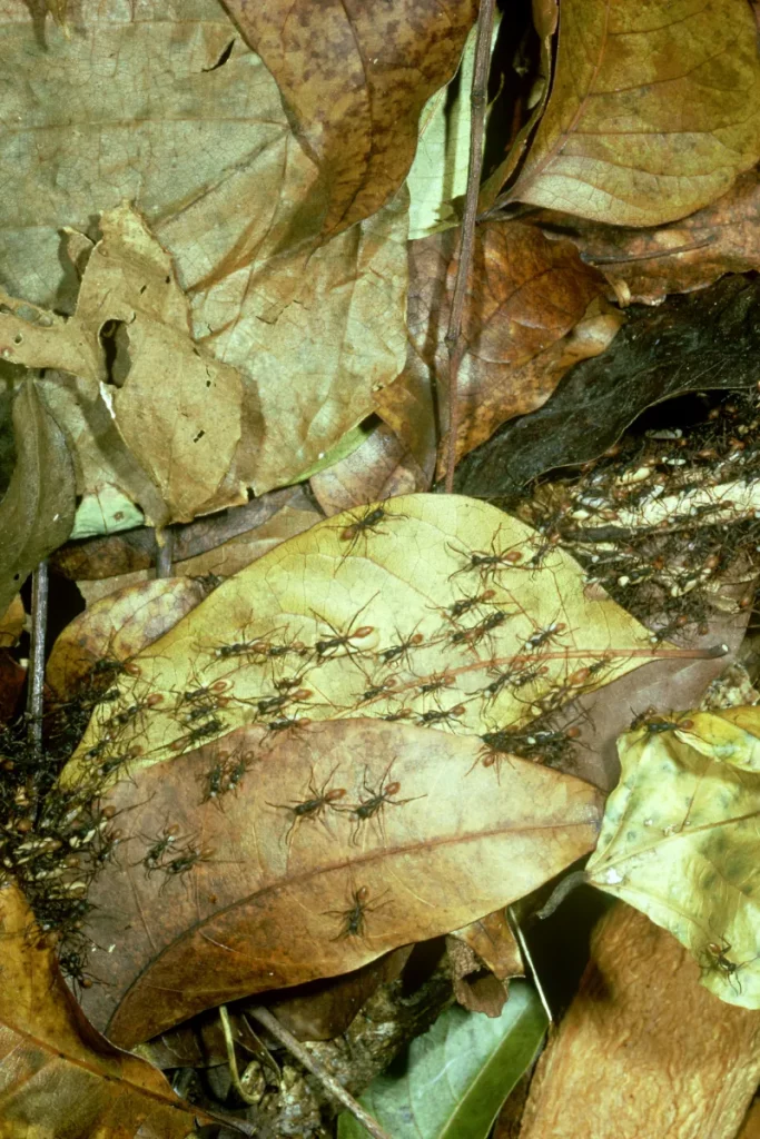 photo d'une colonie de fourmi légionnaire (Eciton burchellii) dans la forêt