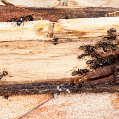 Photo d'un bois endommagé par les fourmis charpentières.
