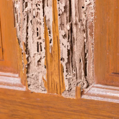 Photo d'une porte détruite par les termites.