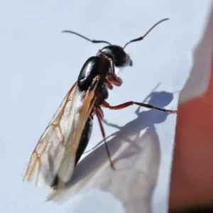Photo d'une fourmi volante.