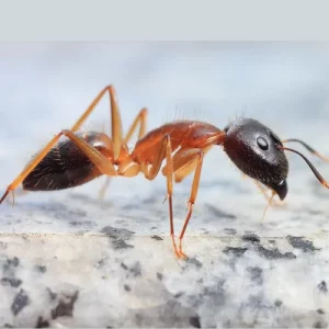 Photo d'une fourmi charpentière en gros plan vue de côté.