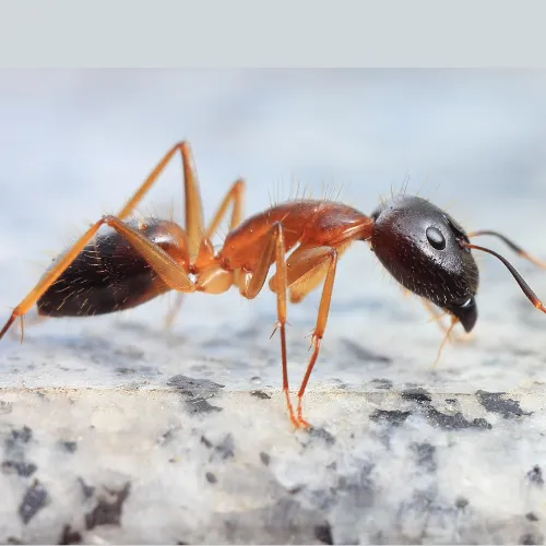 Photo d'une fourmi charpentière en gros plan vue de côté.