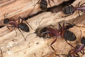 Photo de plusieurs fourmis charpentières creusant le bois.