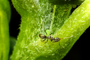Photo d'une fourmi chimère.