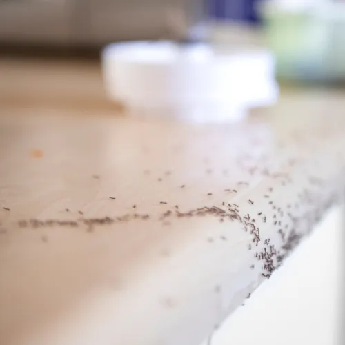 Photo d'une invasion de fourmis dans une cuisine.