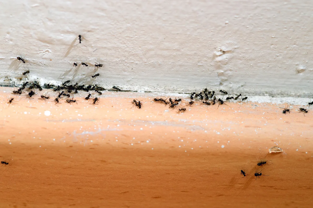 Photo d'une invasion de fourmis dans une maison, nombreuses fourmis noires près d'un mur.