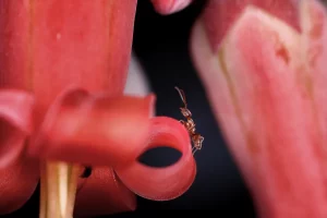 Photo zoomée d'une fourmi d'argentine.