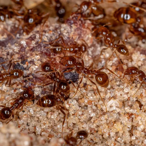 photo d'une colonie de fourmis de feu.