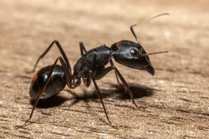 Photo d'une fourmi géante.