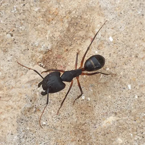 Photo d'une fourmi géante dans le desert vu de dessus.
