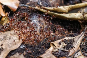 Photo d'une colonie de fourmis légionnaires.