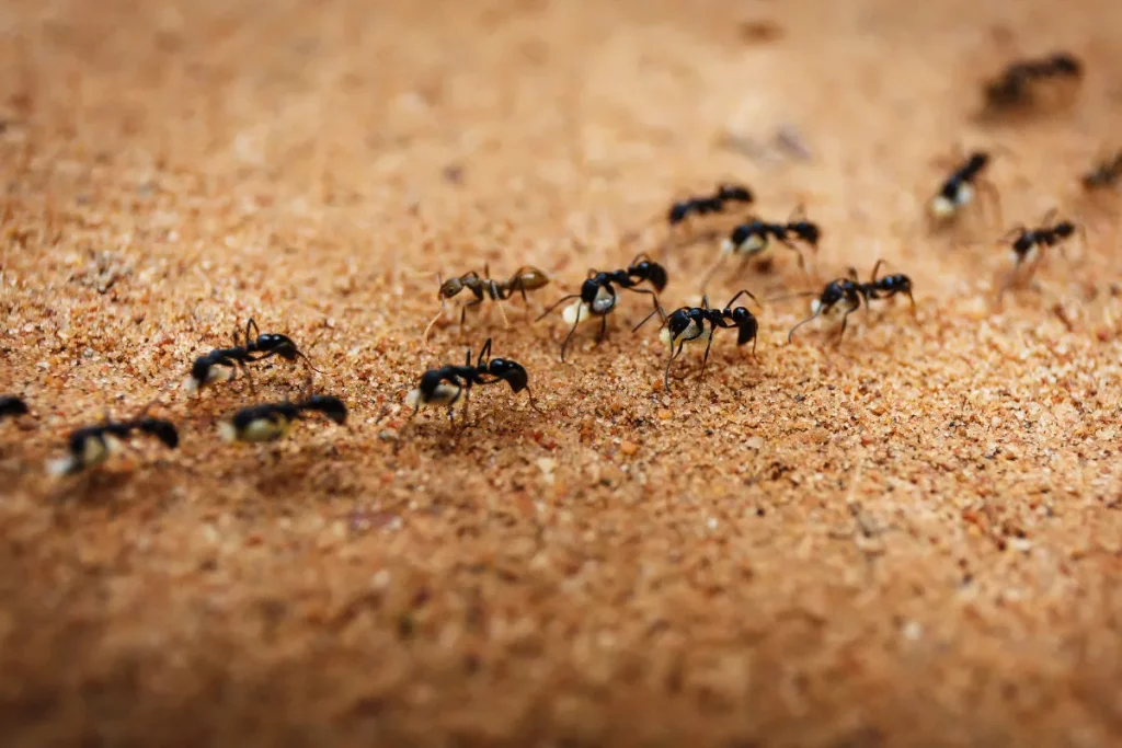 Photo d'une procession de fourmis noires.