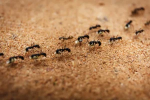 Photo d'une procession de fourmis noires.