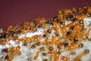 Photos d'une colonie de fourmis pharaon.