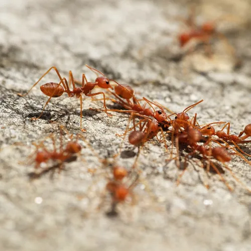 photo de fourmis rouges.