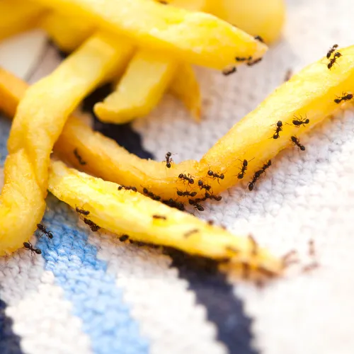 Photo de nombreuses fourmis sur des frites.