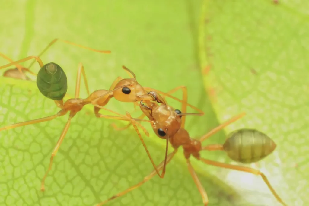 Photo de deux fourmis vertes.