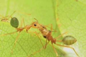 Photo de deux fourmis vertes.