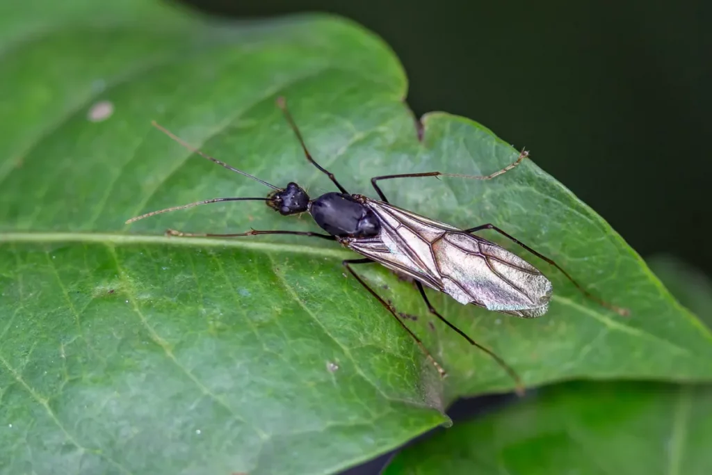 Photo d'une fourmi volante, reine fourmi sur une feuille.