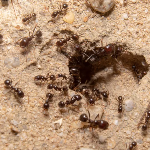 Photo d'une fourmilière.