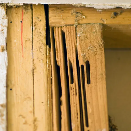 Photo de galerie dans un bois : dégâts occasionnés par les fourmis charpentières.