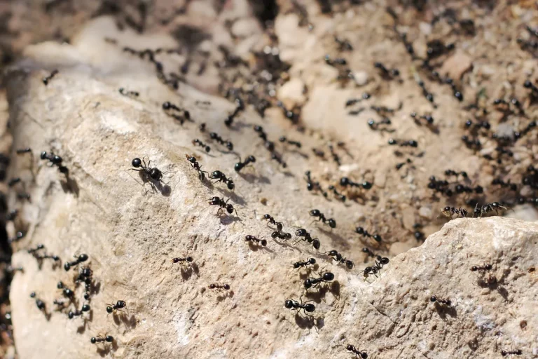 Photo d'une invasion de fourmis dans la terre.