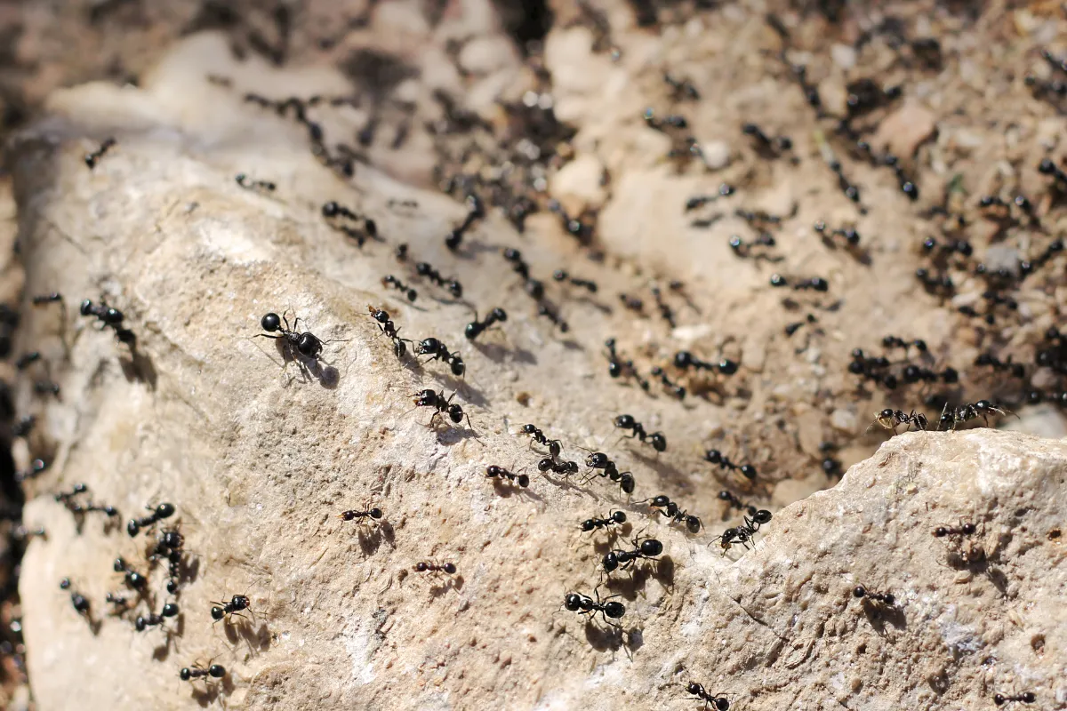 Photo d'une invasion de fourmis dans la terre.