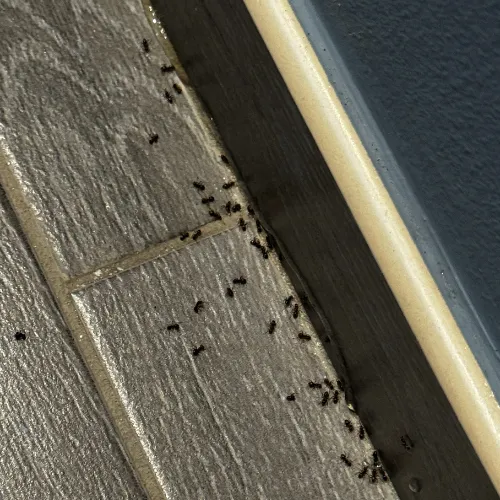 photo d'une invasion de fourmis noires des jardin dans une maison.