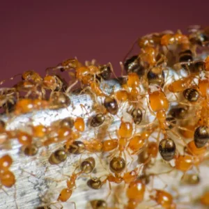 Photo d'une colonie de fourmis pharaon.