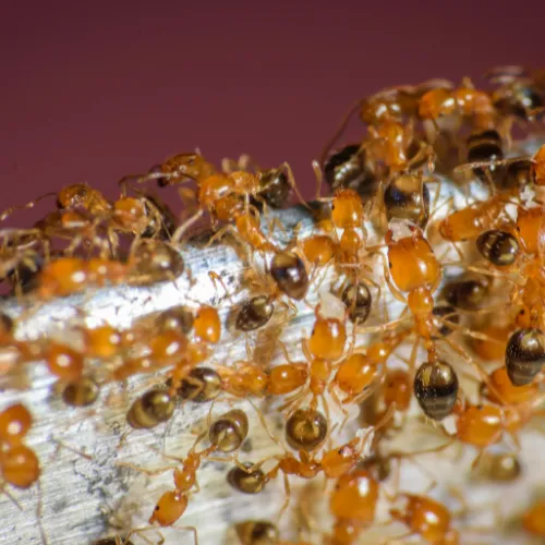 Photo d'une colonie de fourmis pharaon.