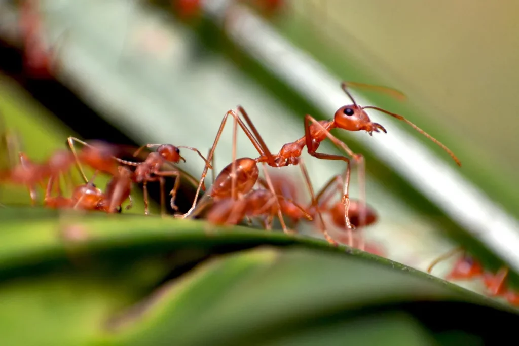 photo d'une colonie de fourmis rouges.