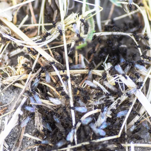 Photo d'une invasion de fourmis à ailes.