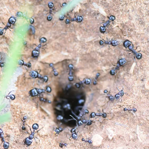Photo d'un nid de fourmi dans la terre avec de nombreuses fourmis entrants et sortants.