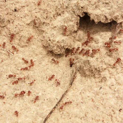 photo d'une colonie de fourmis rouges et de son nid.