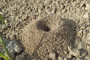 Photo d'un tas de terre dans un jardin : nid de fourmi.