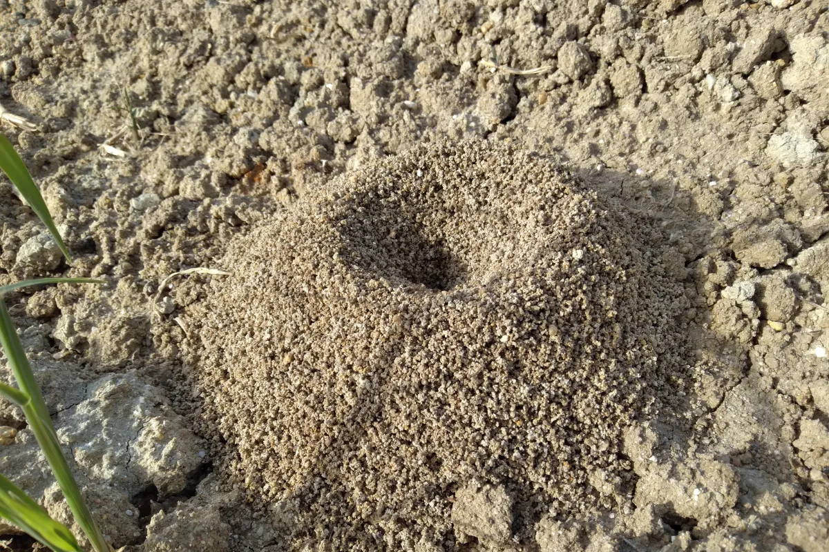Photo d'un tas de terre dans un jardin : nid de fourmi.