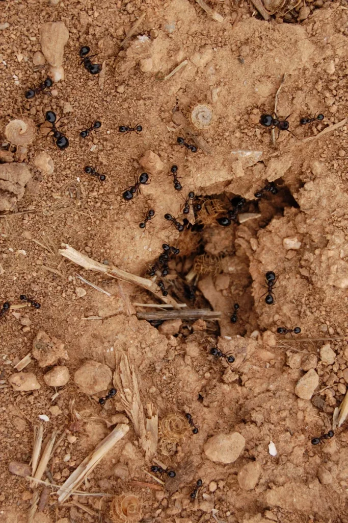 photo d'un nid de fourmis dans la terre.