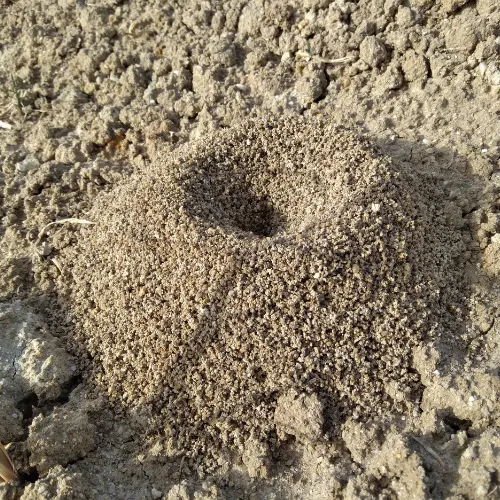 Photo d'une fourmillère.