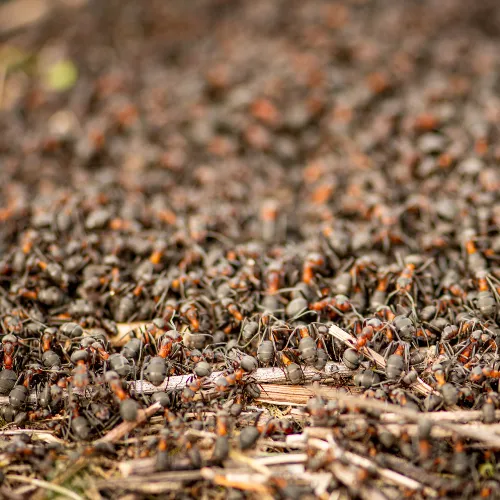 Photo d'un nid de fourmis rousses.