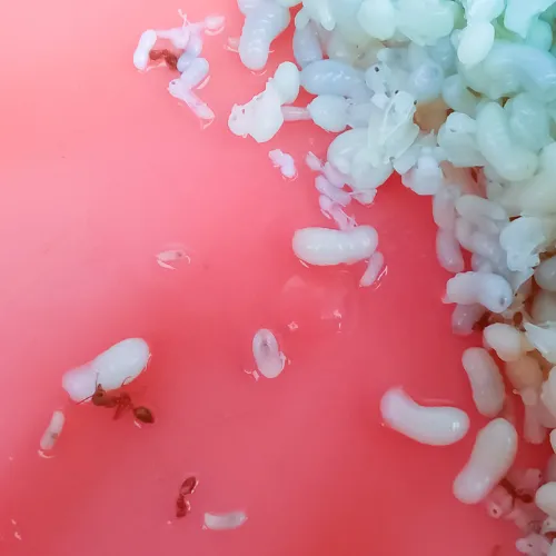 Photo d'oeufs de fourmis avec des fourmis qui les transportent.