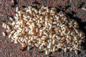 Photo de nombreux oeufs de fourmis avec des fourmis autour.