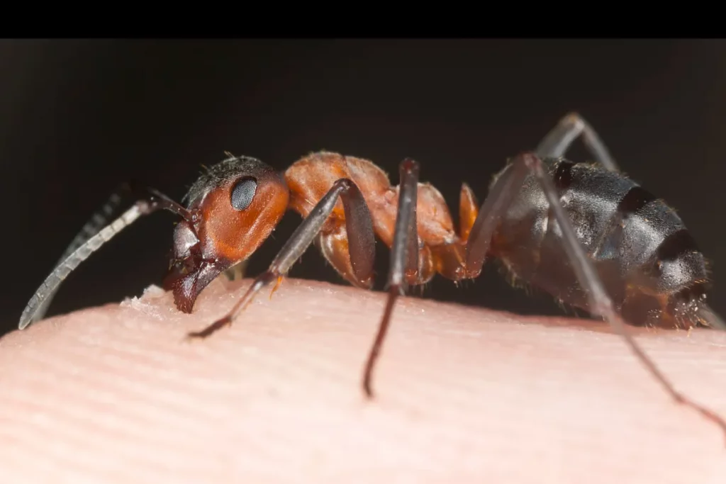 Photo d'une fourmi en train de piquer ou mordre de la peau humaine.