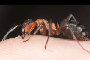 Photo d'une fourmi en train de piquer ou mordre de la peau humaine.