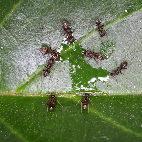 photo de plusieurs fourmis d'argentine sur une feuille en train de boire.