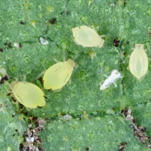 Photo de puces pâles.